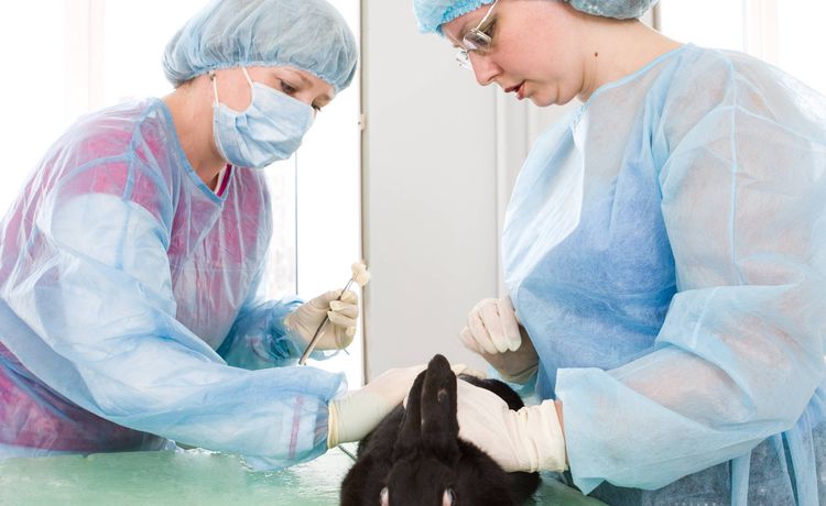 Training as a veterinary specialist (2)