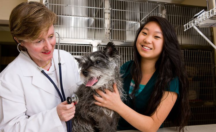 Training as a veterinary specialist (3)