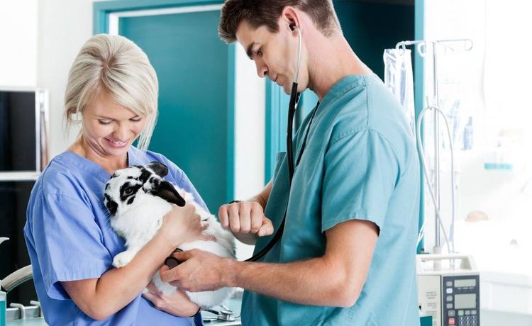 Training as a veterinary specialist (4)